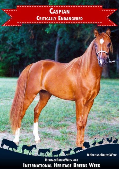 The Livestock Conservancy